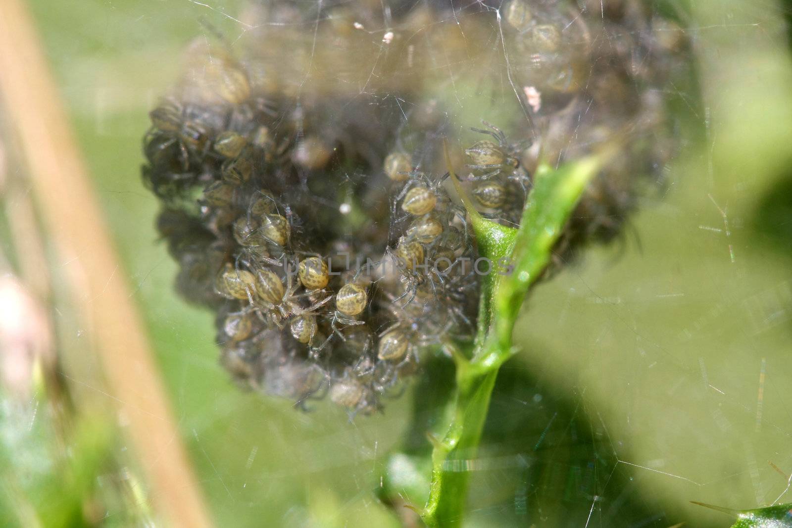 Nursery-web Spider Pisauridae Nest Full Of Young