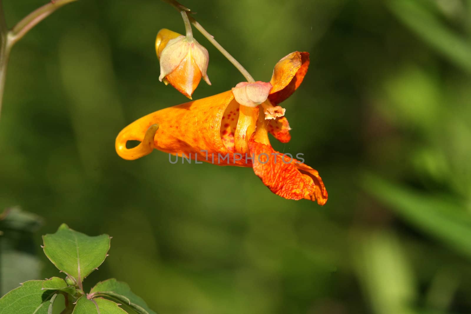 Orange Jewelweed Impatiens capensis in sun
