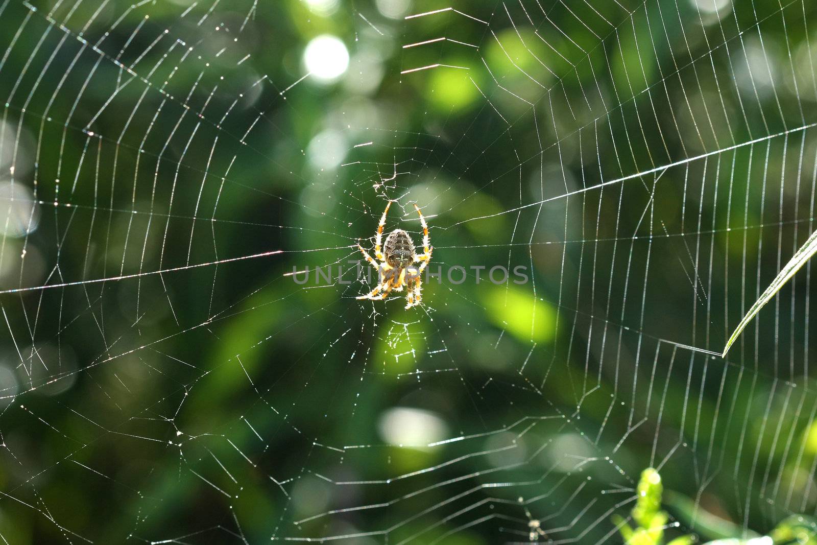 Orb Weaver Spider Neoscona arabesca in web