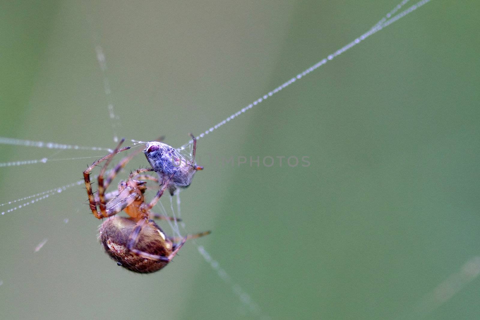 Orb Weaver Spider Neoscona arabesca in web
