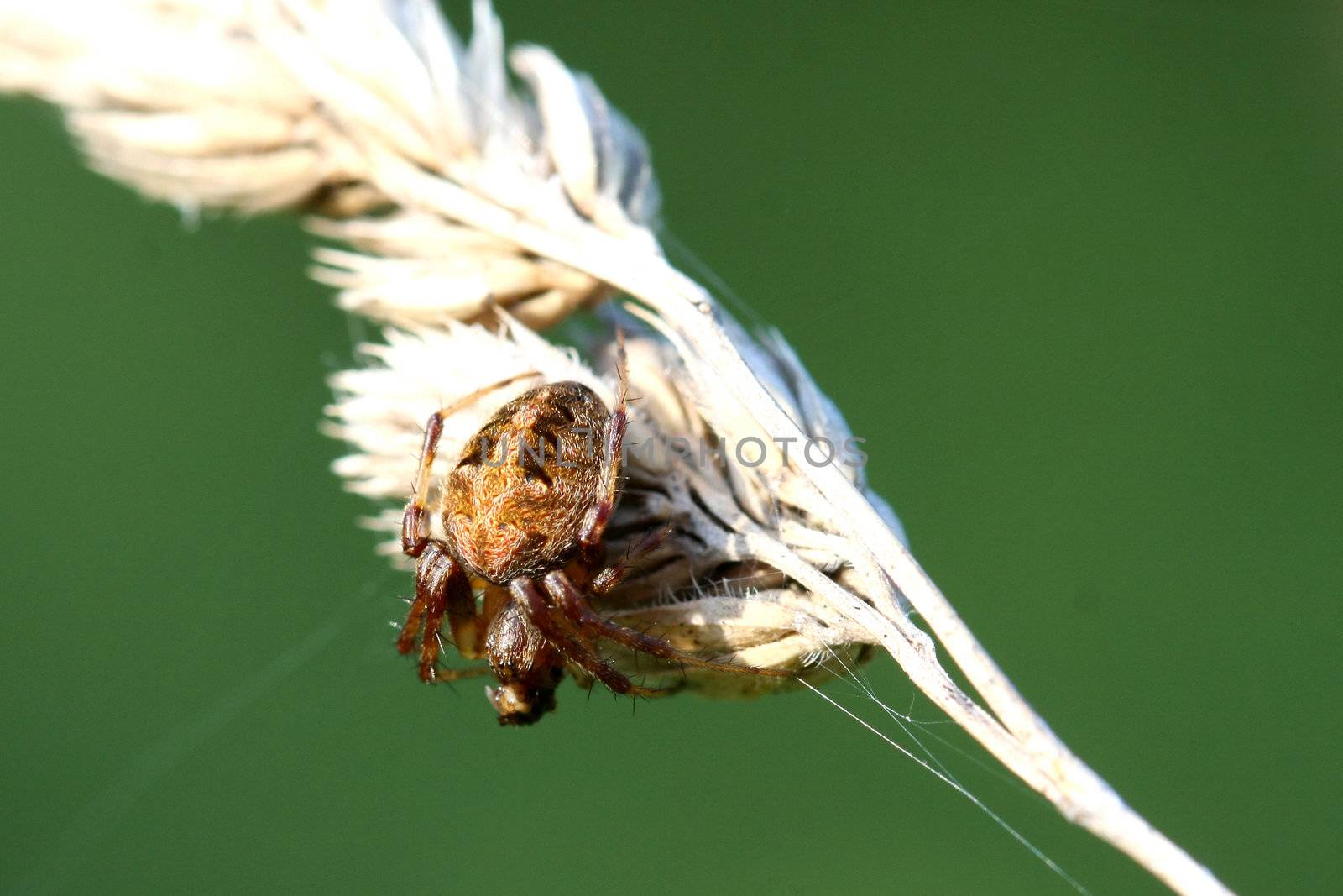 Orb Weaver Spider Neoscona arabesca on grass