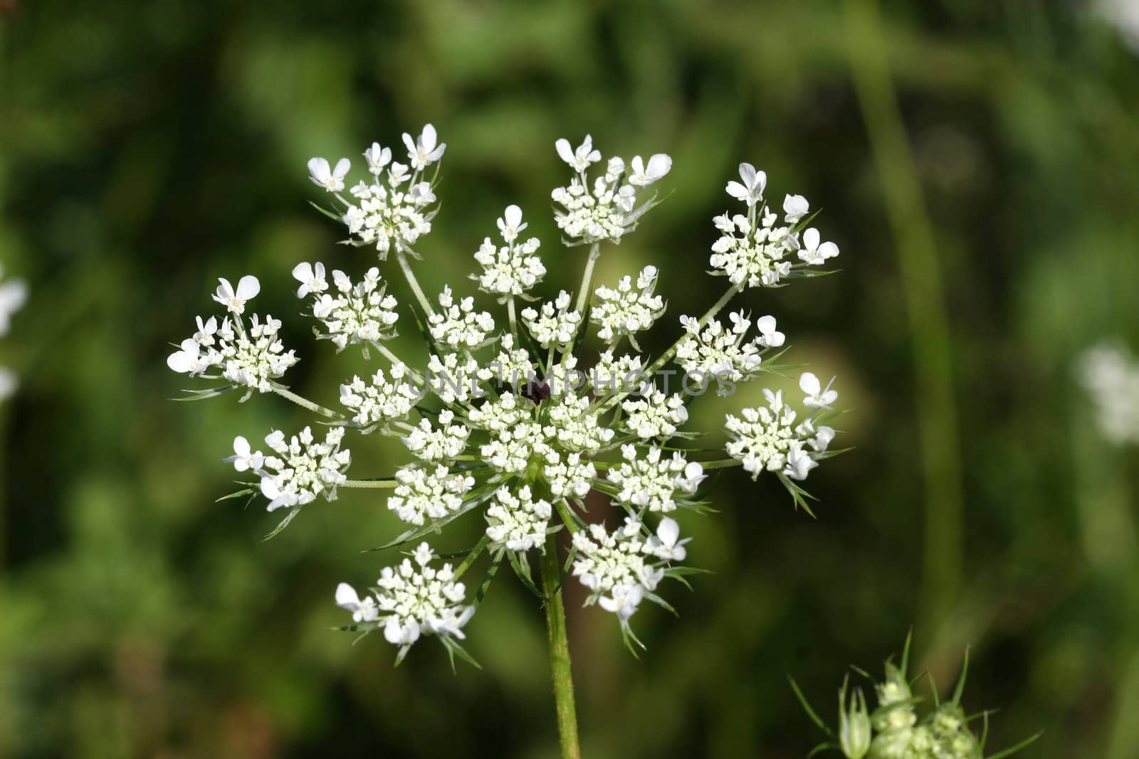 Queen Anne's Lace Flower or Wild Carrot Daucus carota