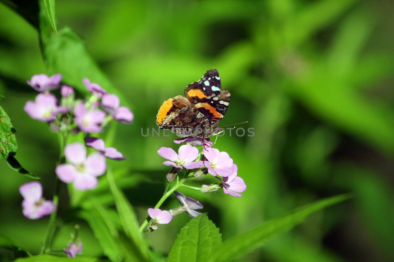 Red Admiral Butterfly Vanessa atalanta Feeding