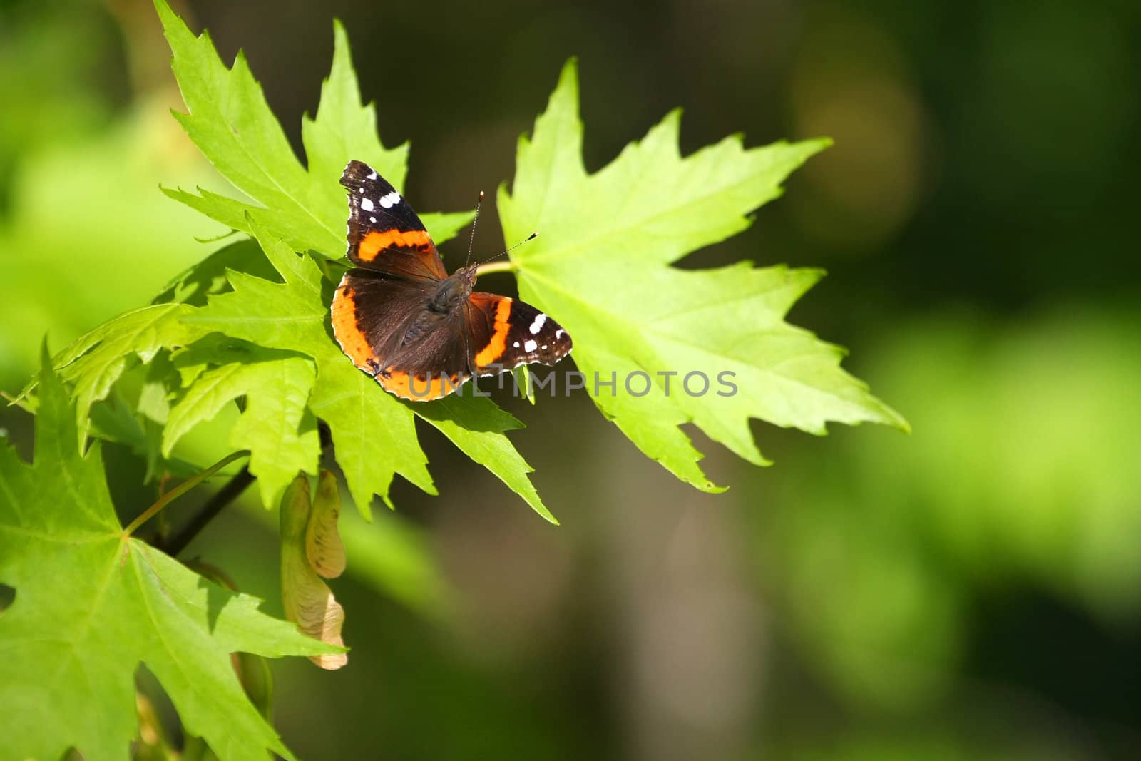 Red Admiral Butterfly Vanessa atalanta On Leaves