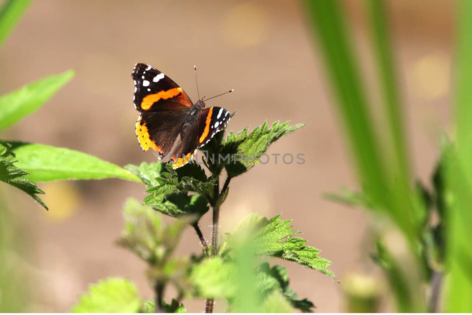 Red Admiral Butterfly Vanessa atalanta On Plant