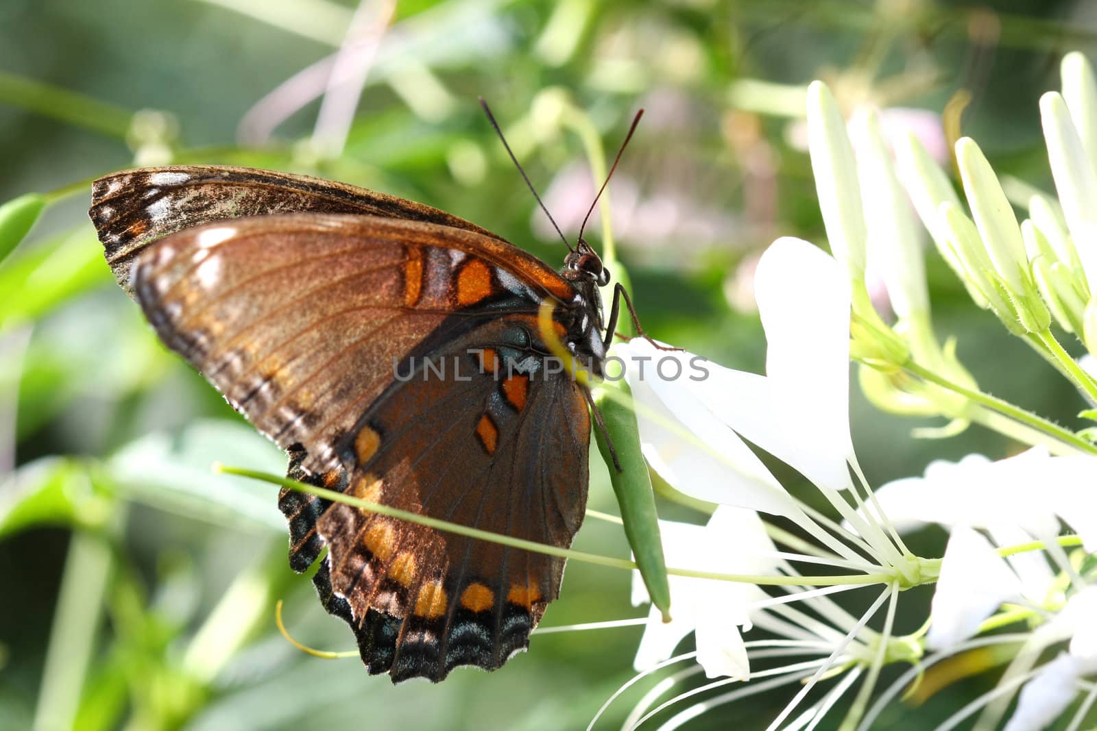 Red Spotted Purple Butterfly Limenitis arthemis Profile