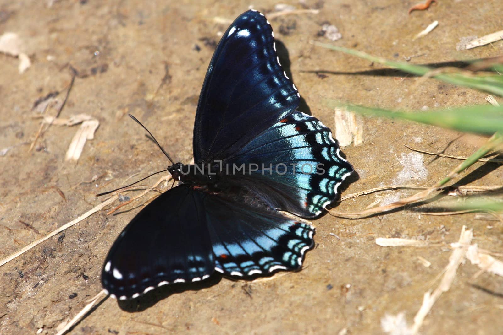 Red-spotted Purple Butterfly Limenitis arthemis on ground in sun