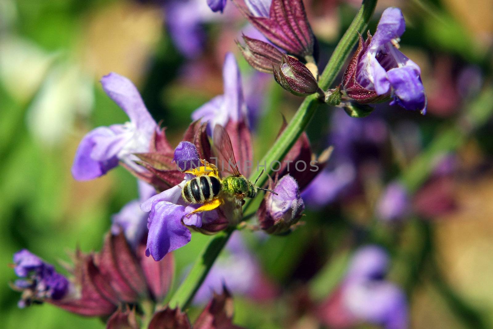 Sage Flower labiatae With Metallic Green Bee