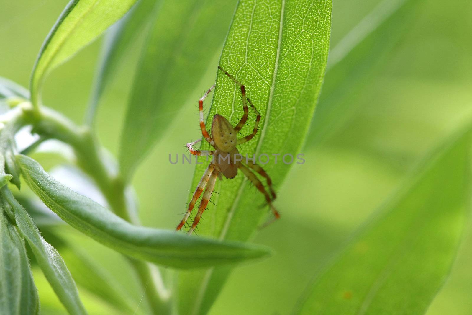 Shamrock Spider Araneus trifolium in web