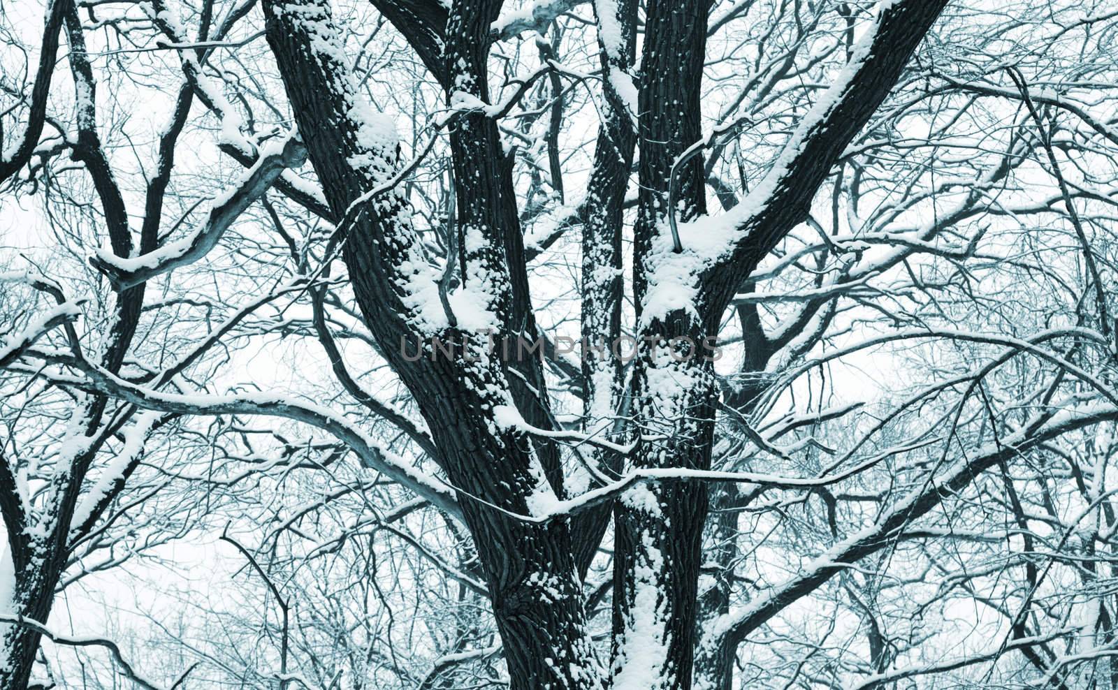 tree with snow,toned selective focus on center