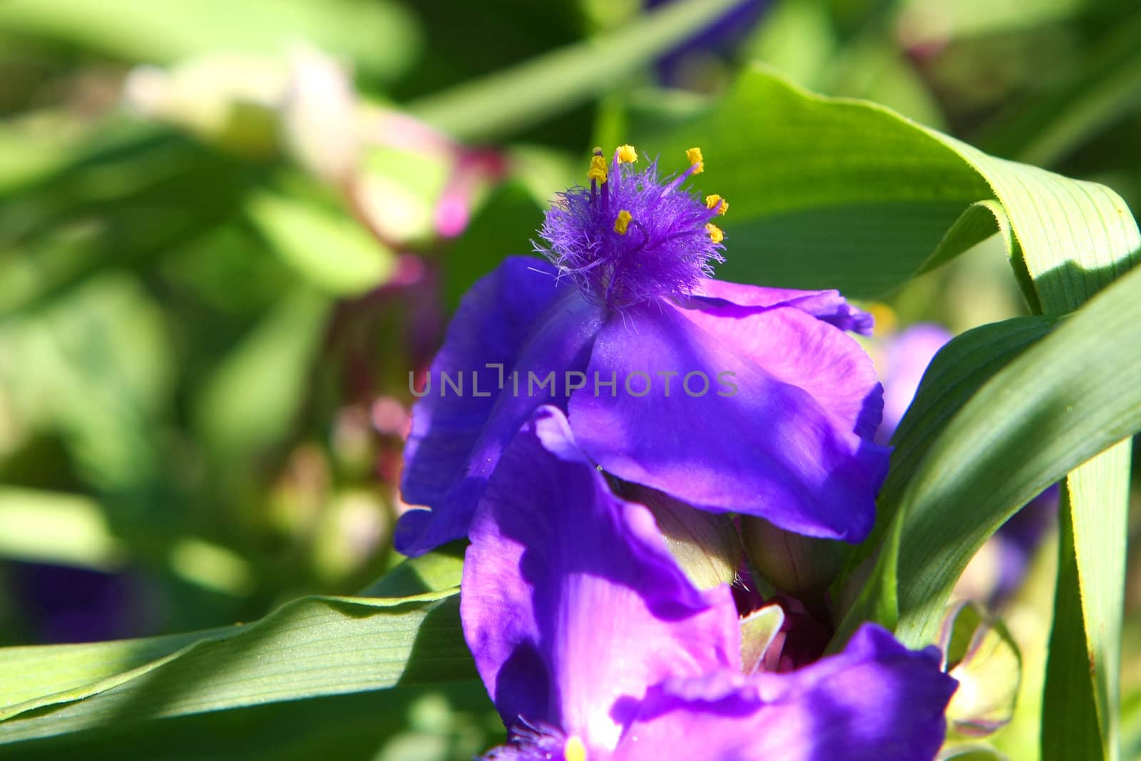 Spiderwort Flower Tradescantia ohiensis in morning light