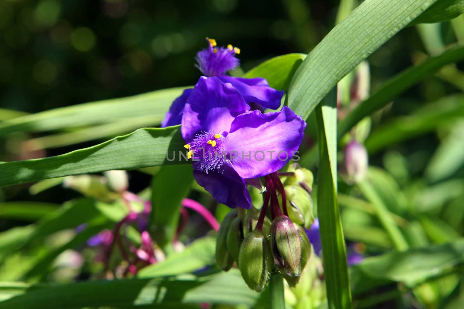 Spiderwort Flower Tradescantia ohiensis in morning light