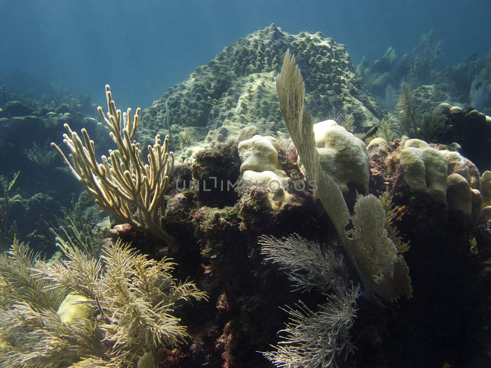 Coral reef at the bottom of the ocean