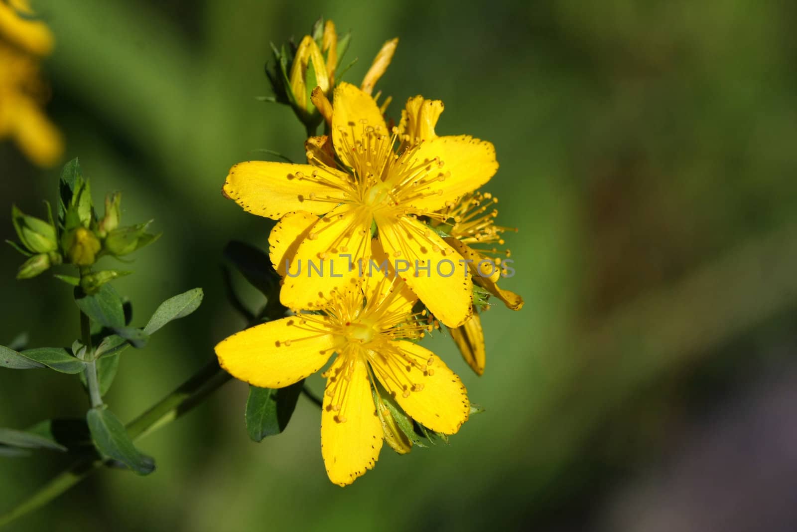 St. Johns Wort Flower in morning sun