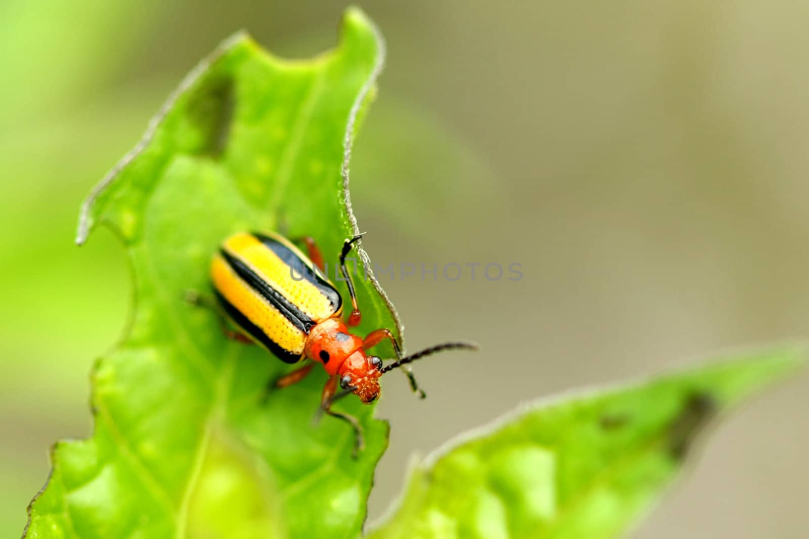 Three-lined Potato Beetle feeding on leaf