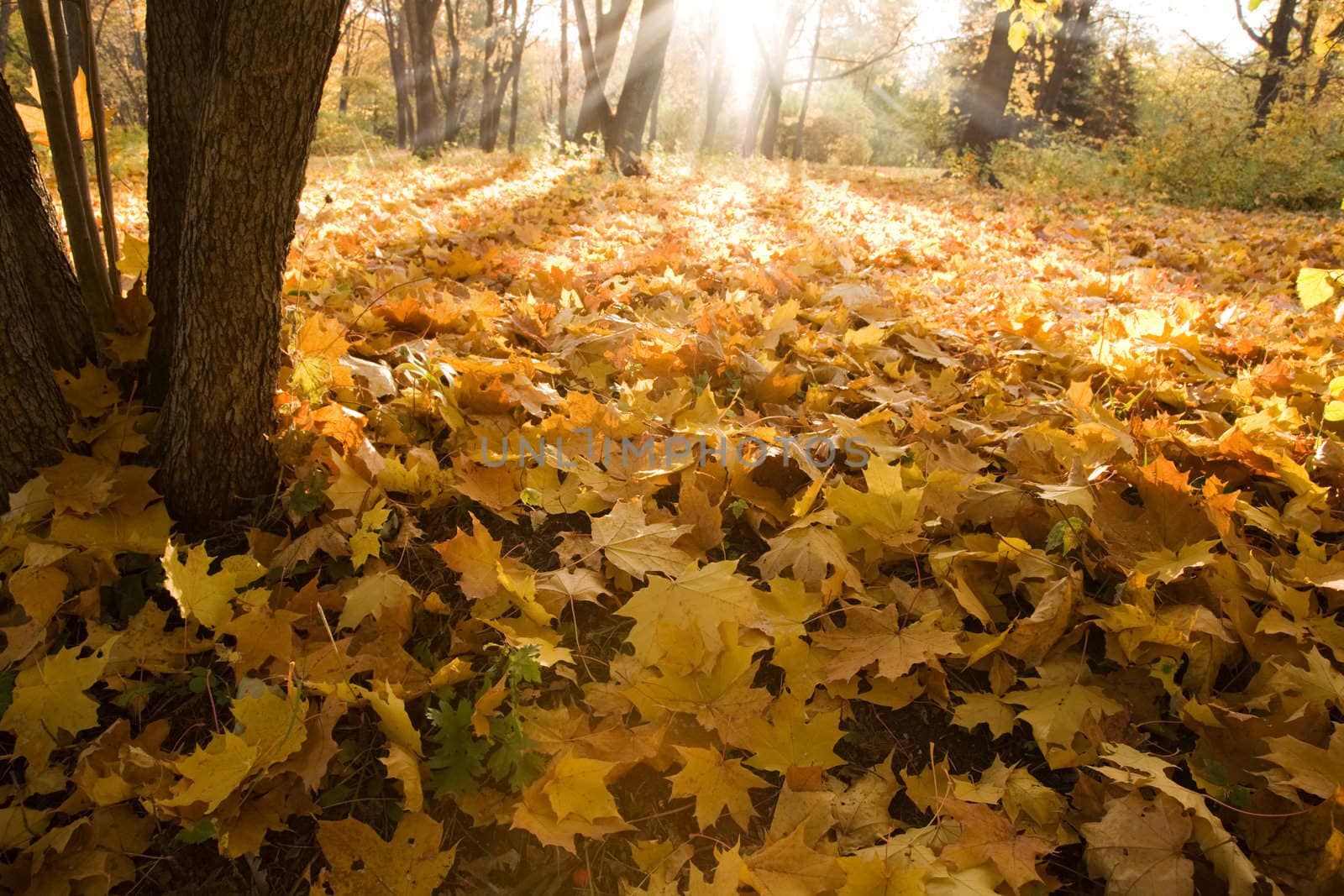 sunshine light f/x, selective focus on nearest part of forest