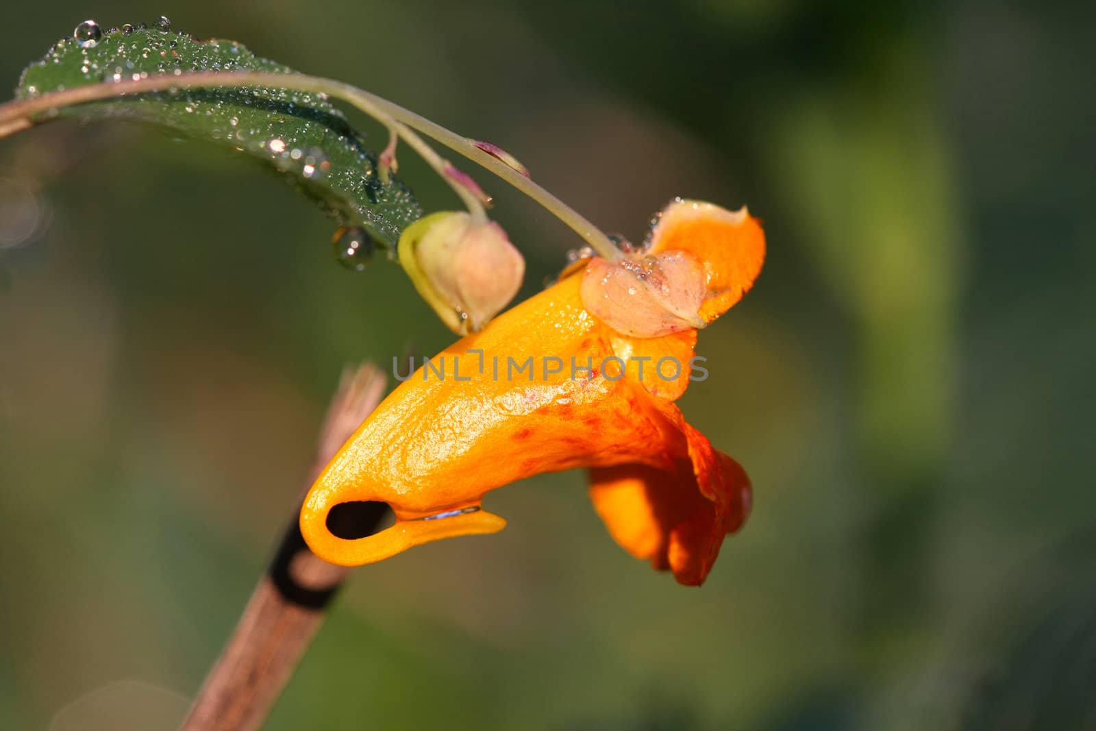 Touch-me-not Orange Jewelweed Impatiens capensis in morning sun