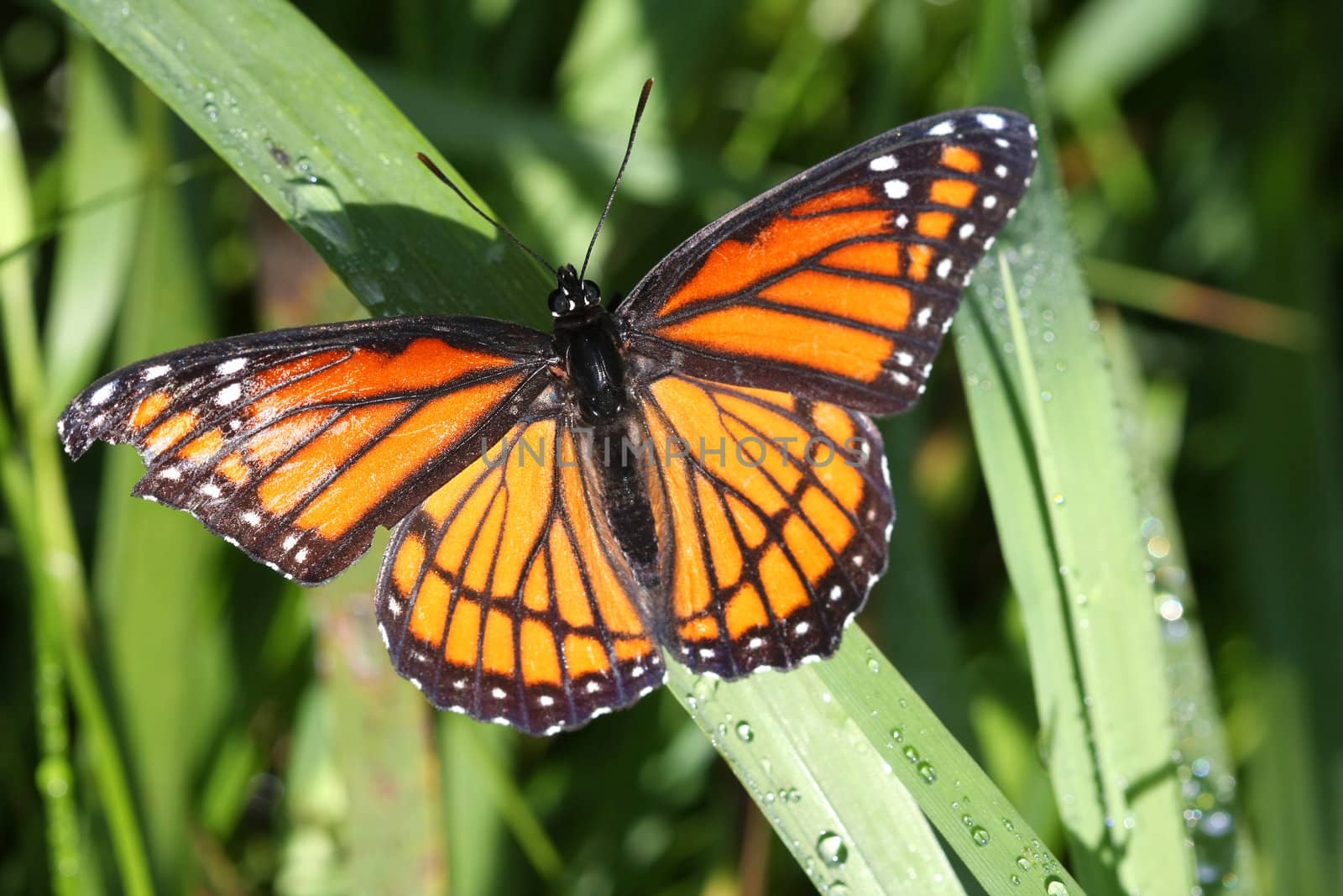 Viceroy Butterfly Limenitis archippus warming in morning