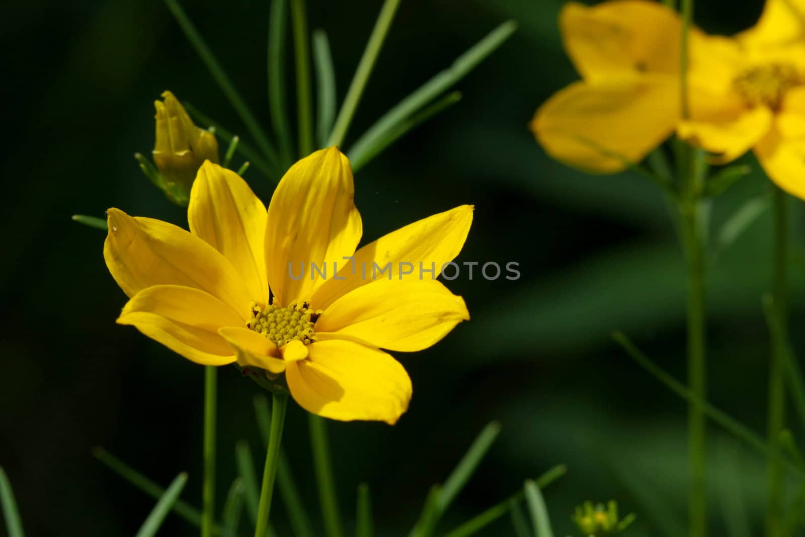 Wild Sunflower in sun