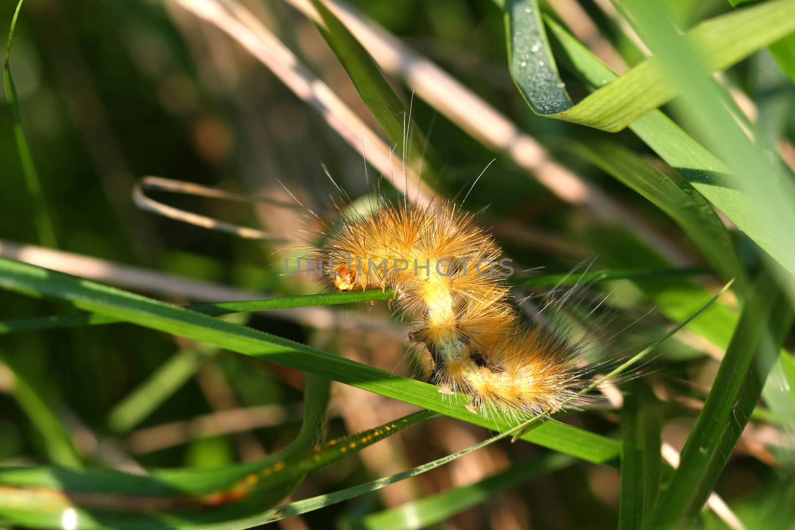Yellow Bear Caterpillar Virginian Tiger Moth spilosoma virginica