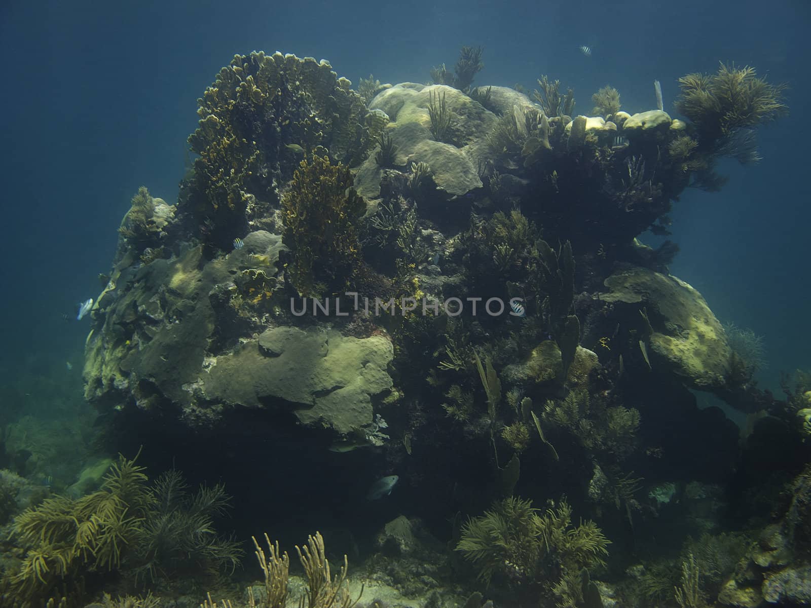 Coral growing on a rock home to many fish