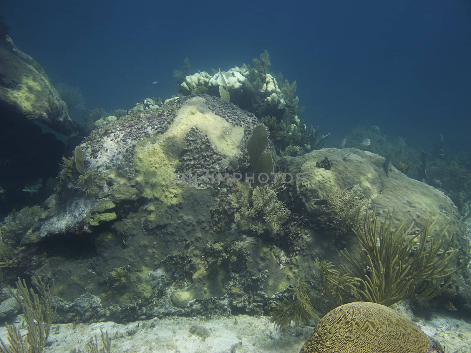 rock covered with coral at the bottom of the ocean
