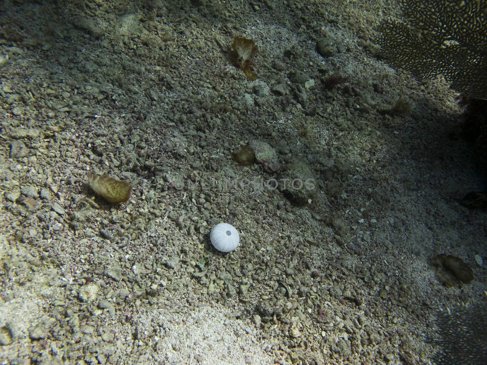 dead sea urchin at the bottom of the sea