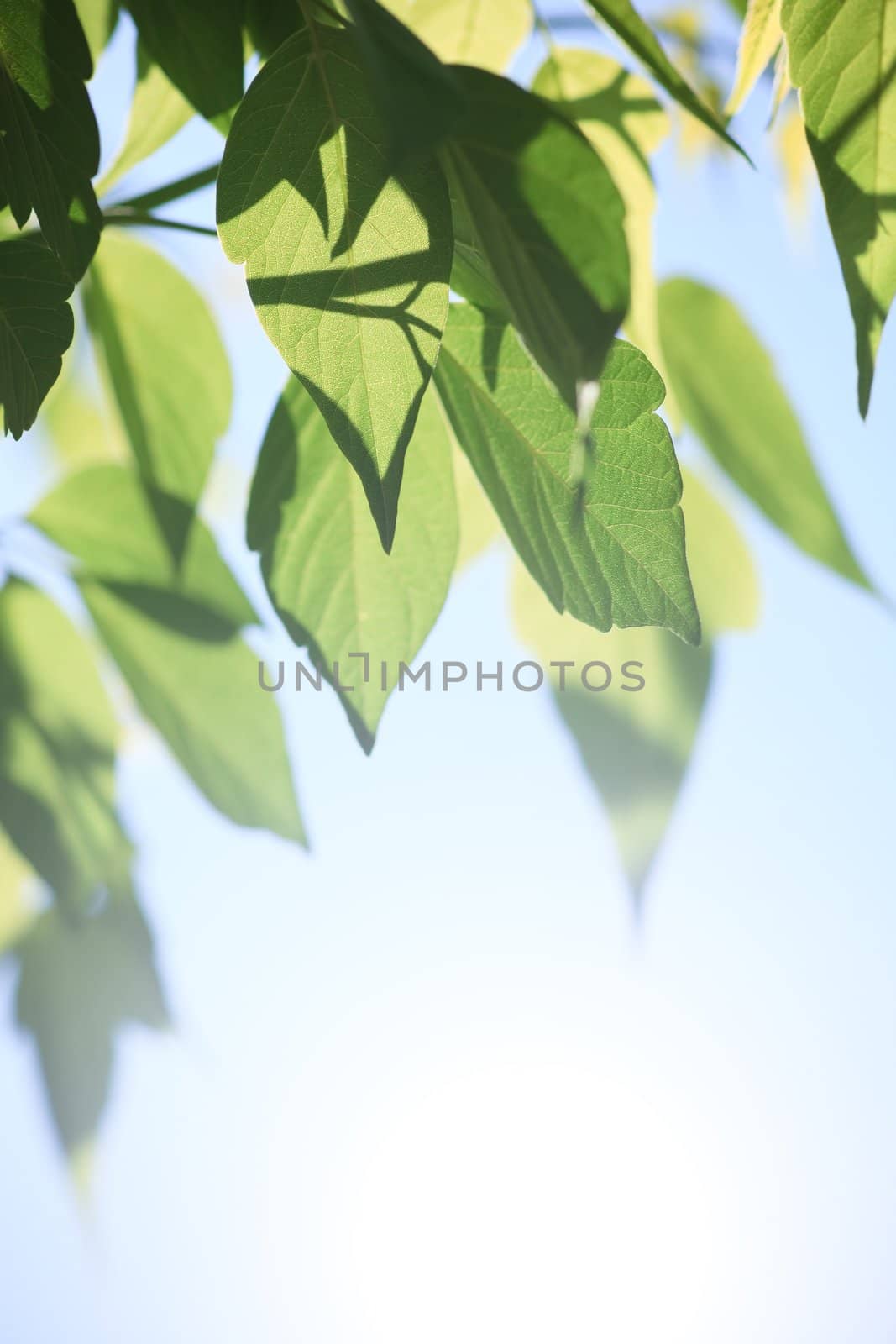 nature concept , selective focus on part of leaf