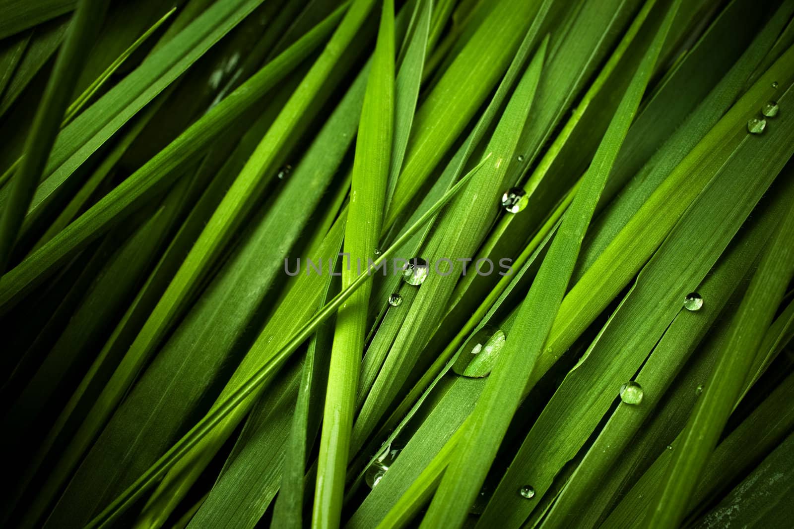 grass with droplets by Kuzma