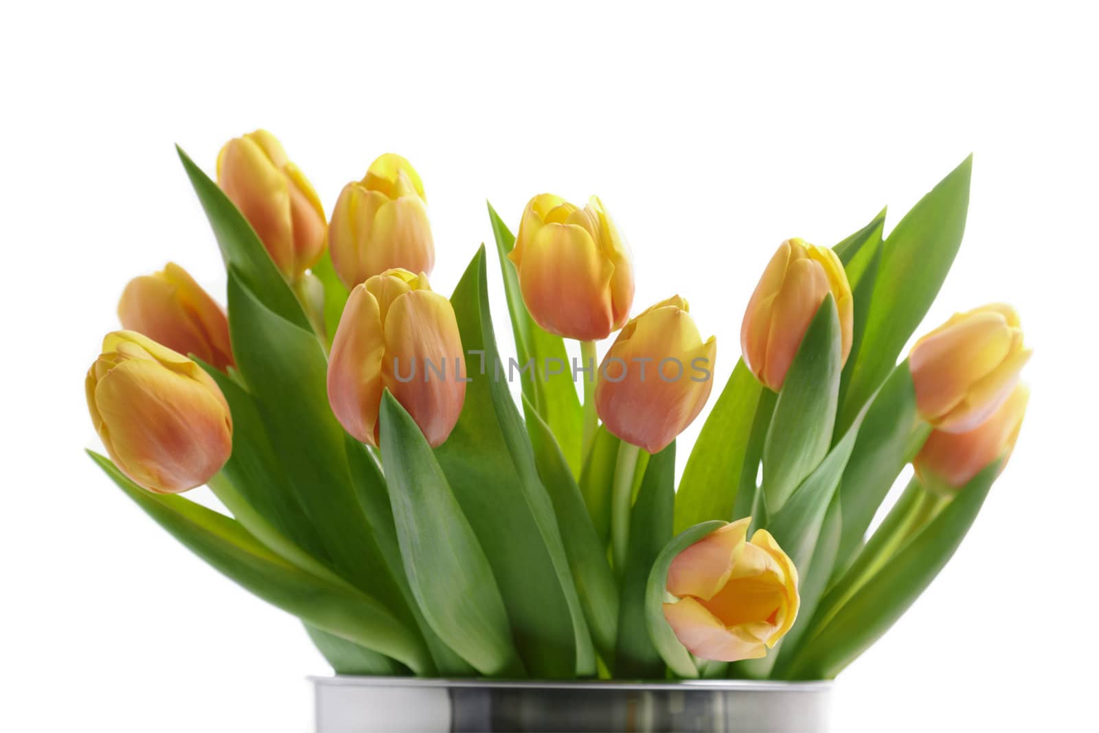 tulips by Kuzma