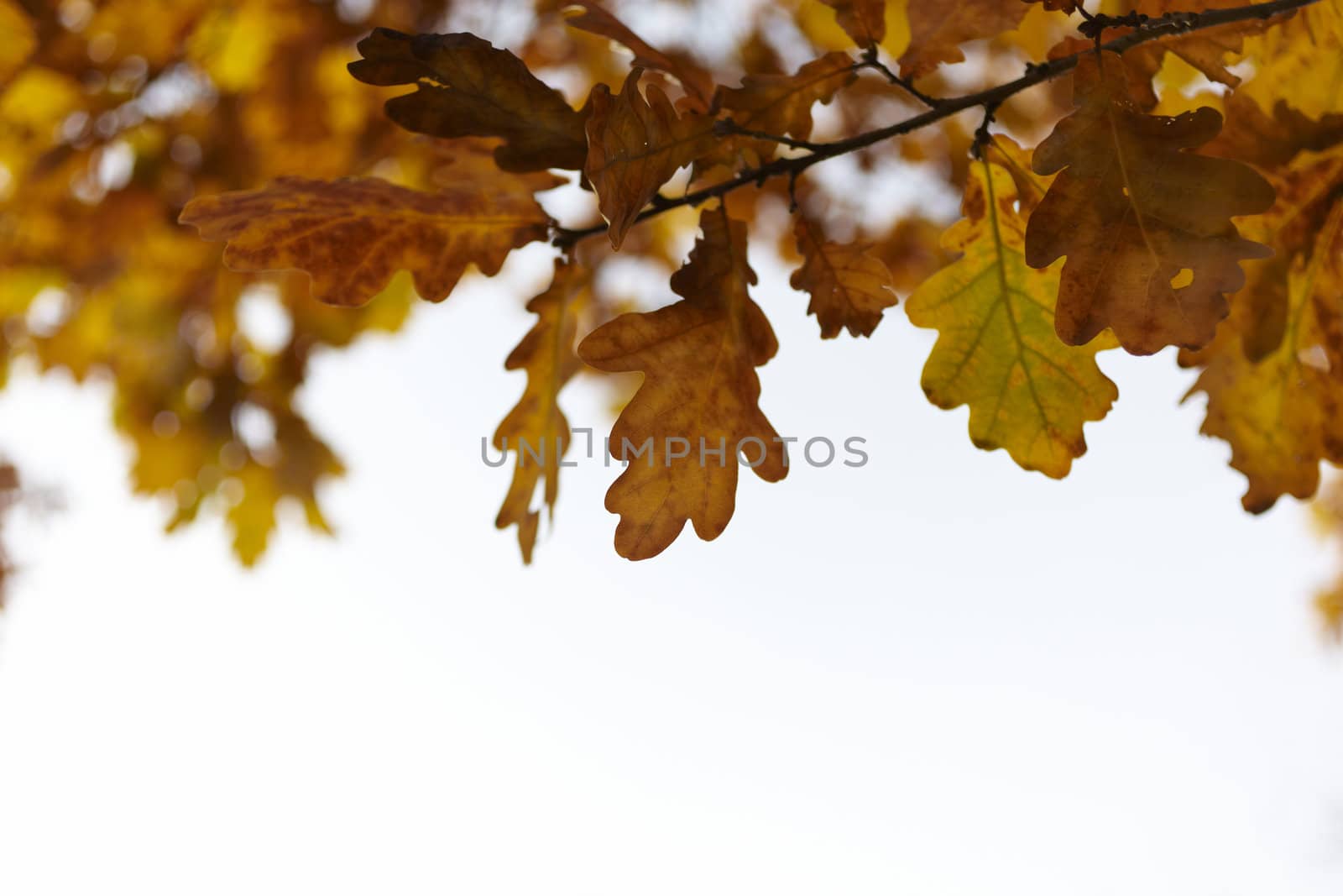 autumnal oak tree, selective focus on nearest part of branch