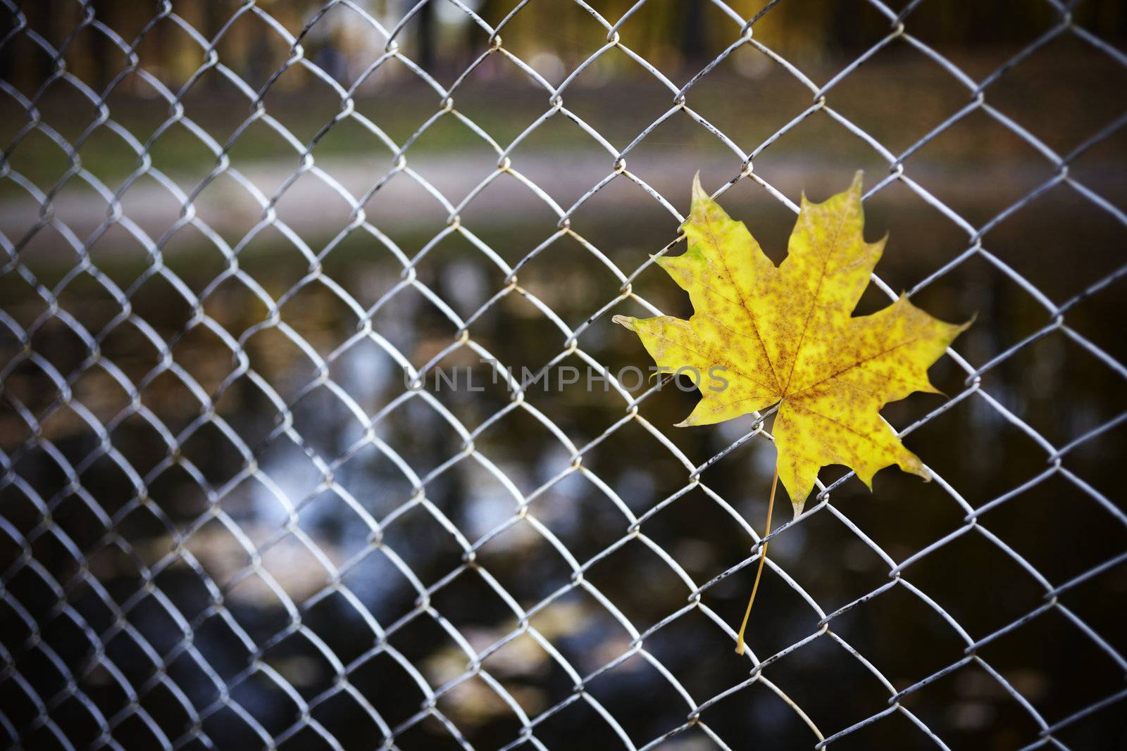yellow maple leaf on metal grid, selective focus