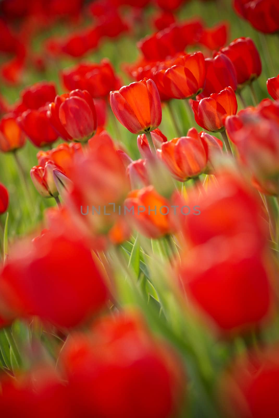 a lot of red tulups, selective focus and lens blur f/x