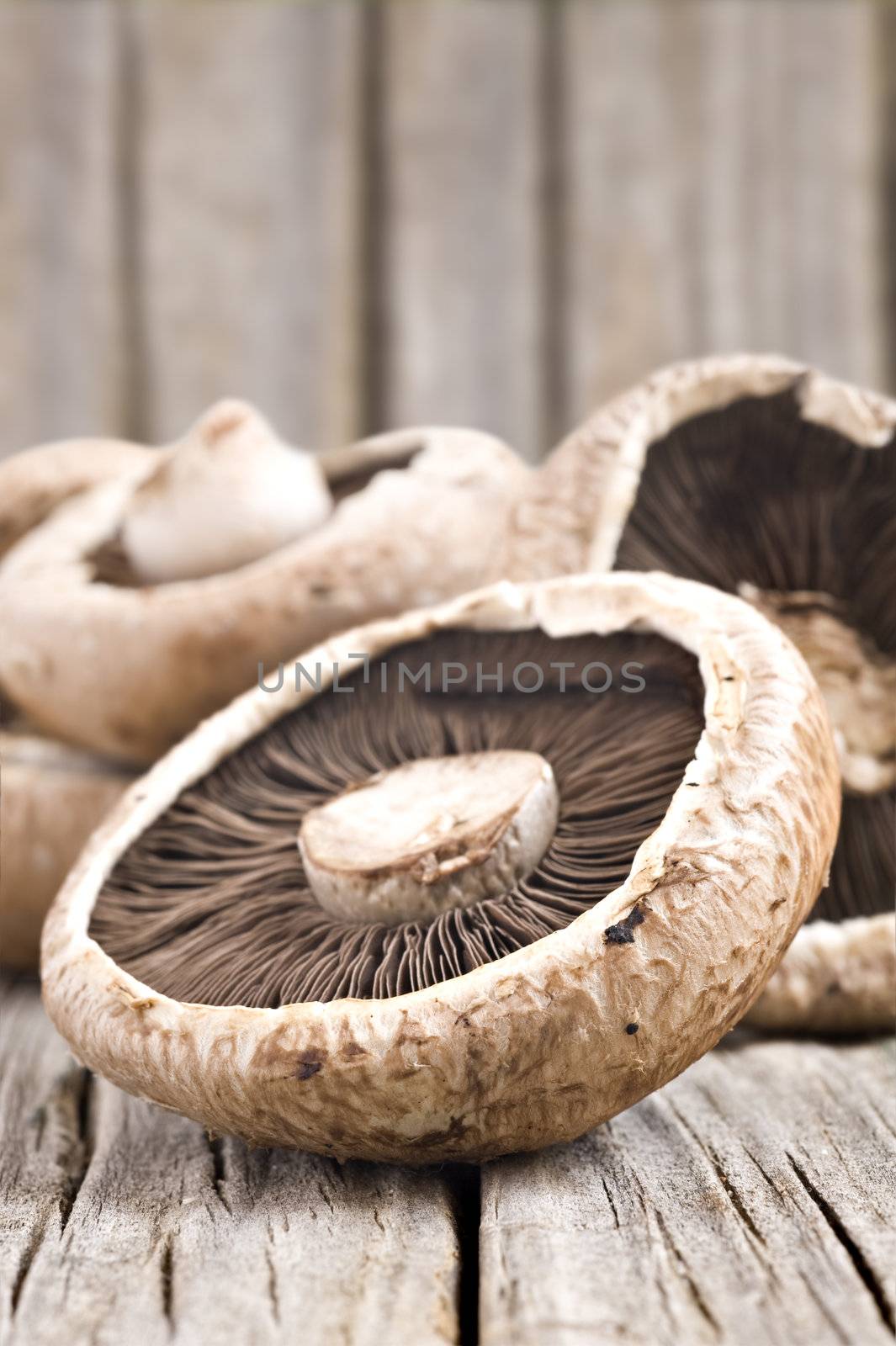 Healthy fresh mushrooms with very shallow depth of field