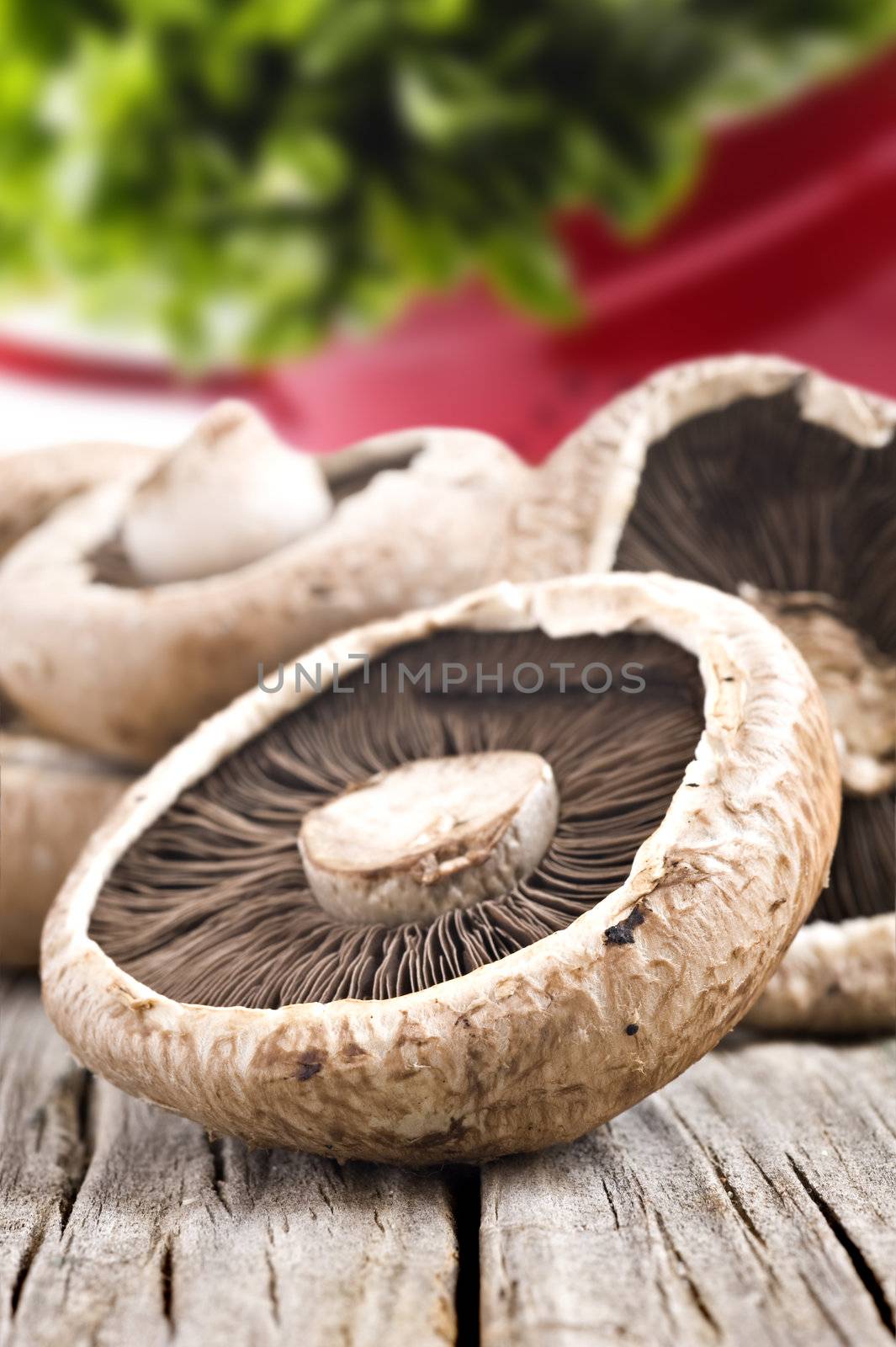 Healthy fresh mushrooms with very shallow depth of field