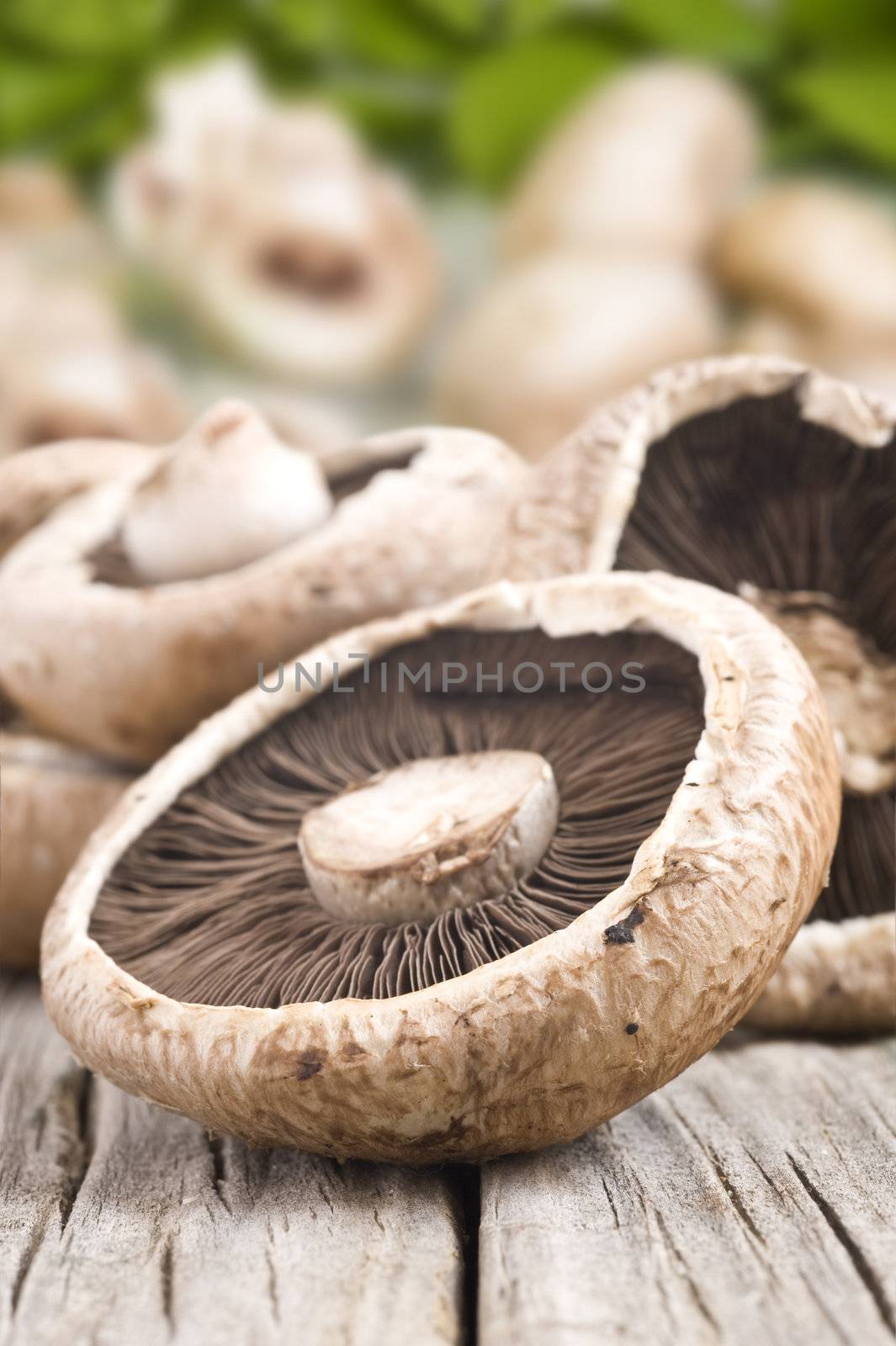 Healthy fresh mushrooms with very shallow depth of field