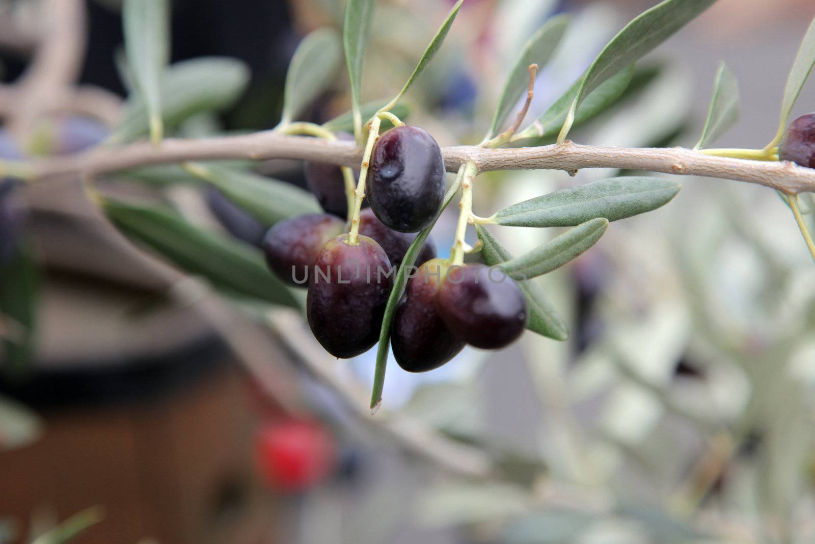 Branch of black olives