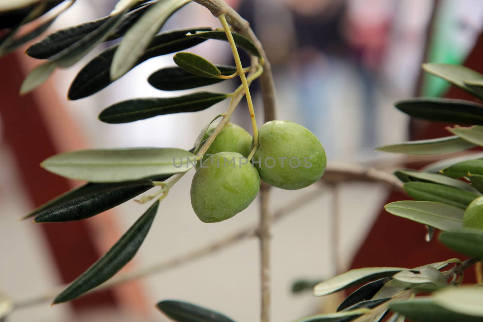Branch of green olives