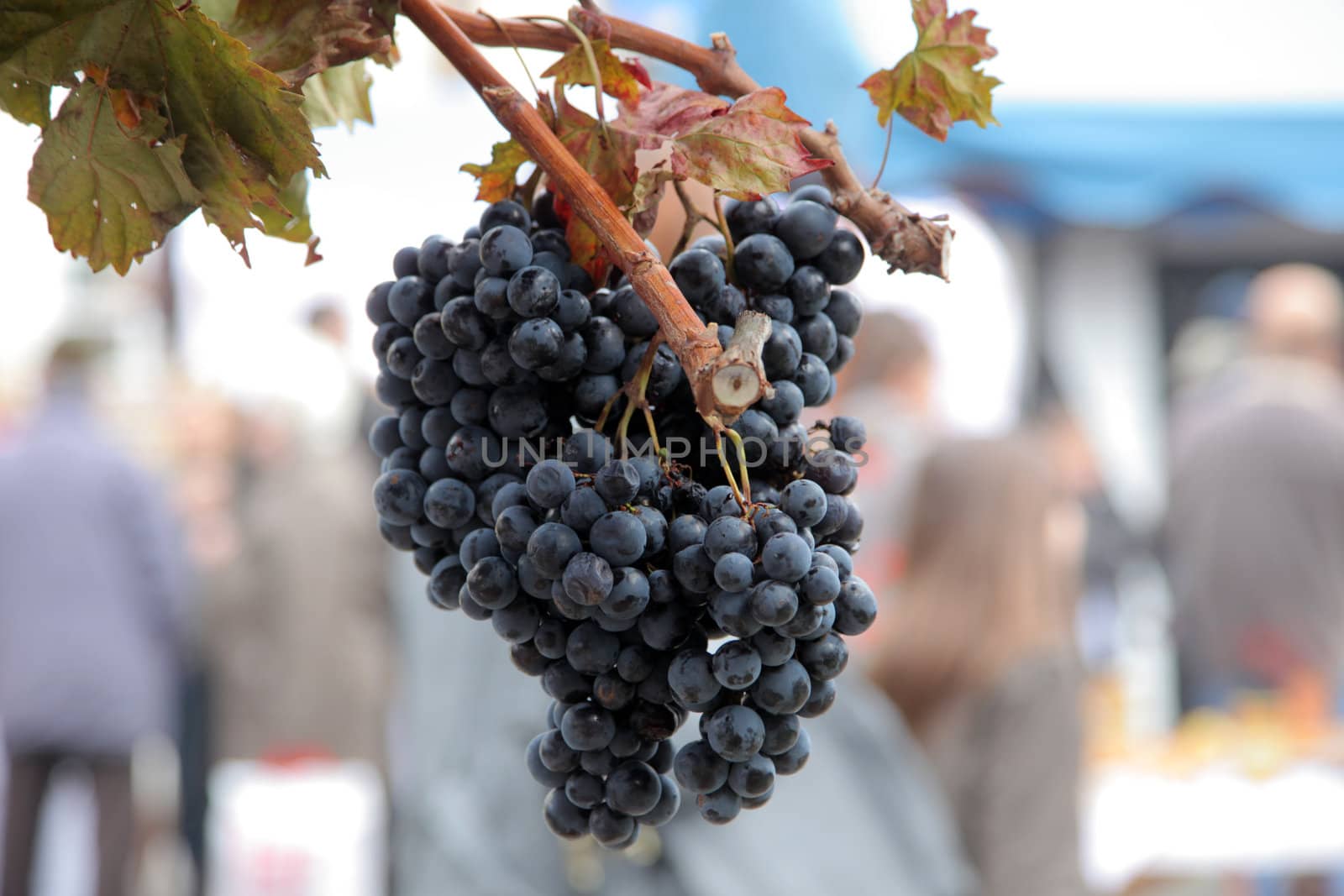 Blue grape cluster with leaves