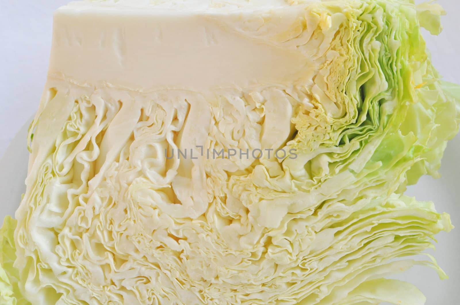 Cabbage leafy vegetable plant with edible leaves