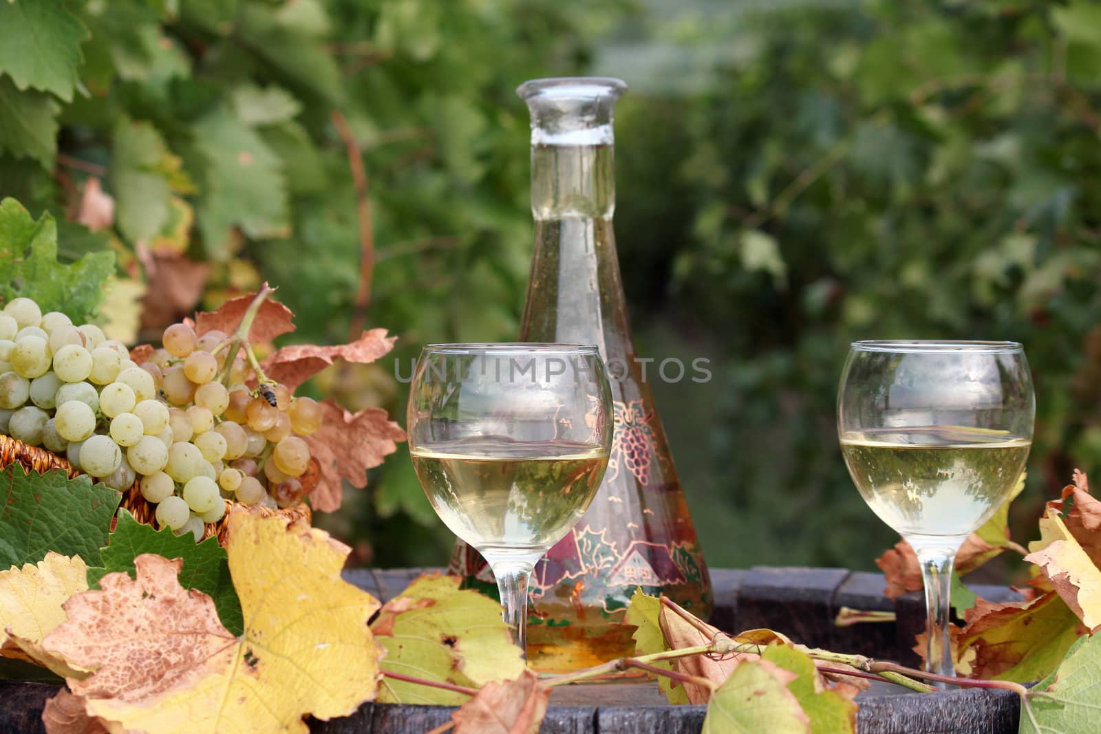 wineglasses with white wine by goce