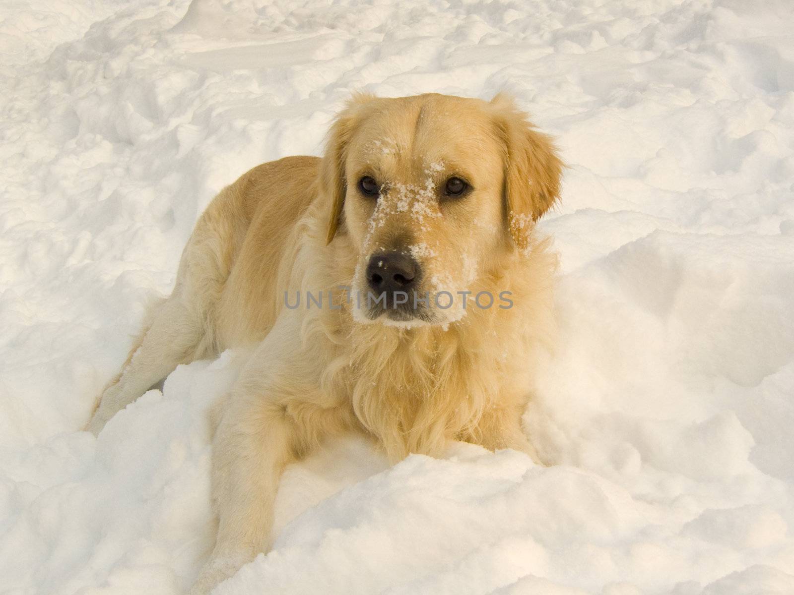 snowy dog by marinini