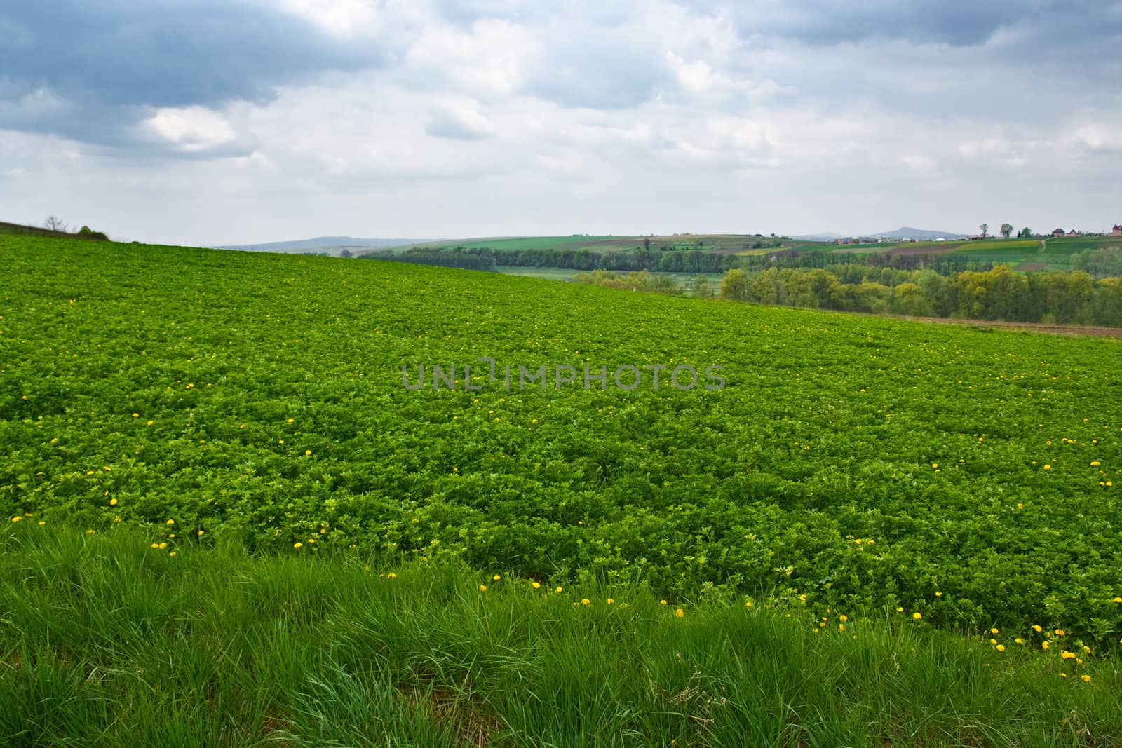 Green field