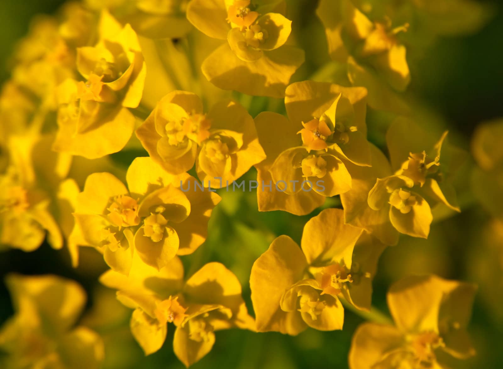 Yellow flowers by vtorous