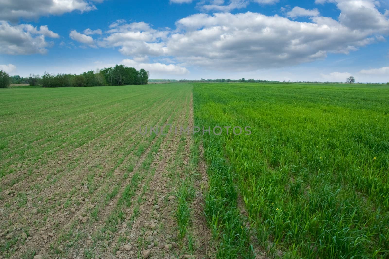 Field