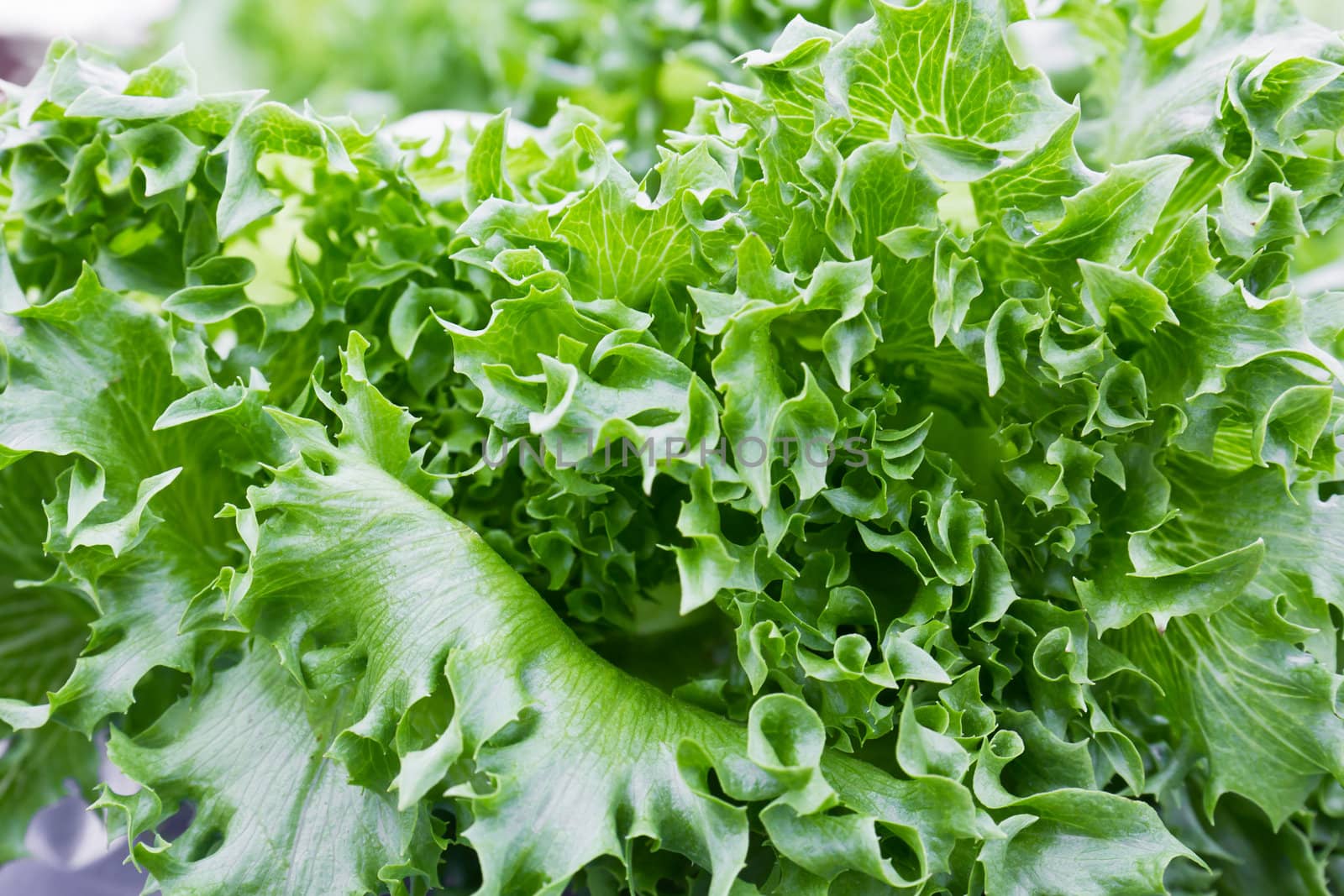 Close-up view of fresh green  leaves of lettuce