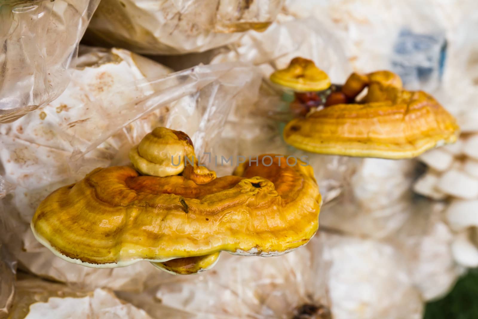 Ganoderma  lucidum  in the mushroom farm