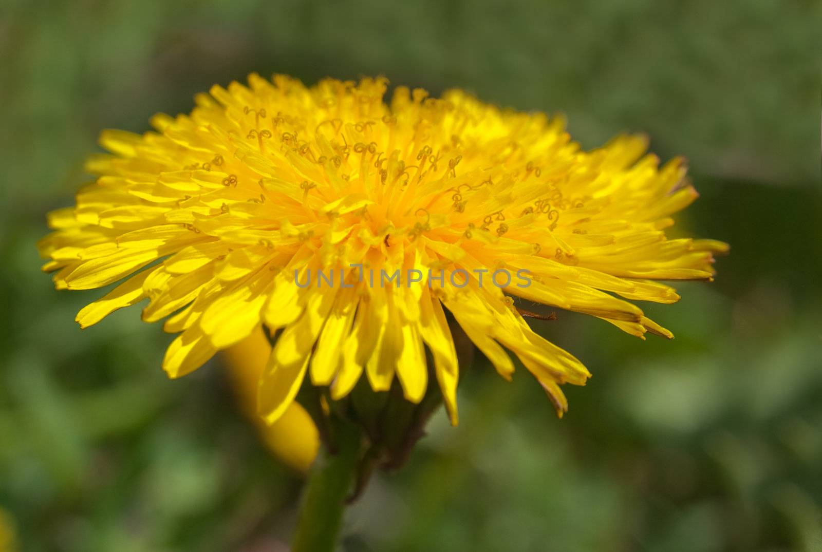 Yellow dandelion