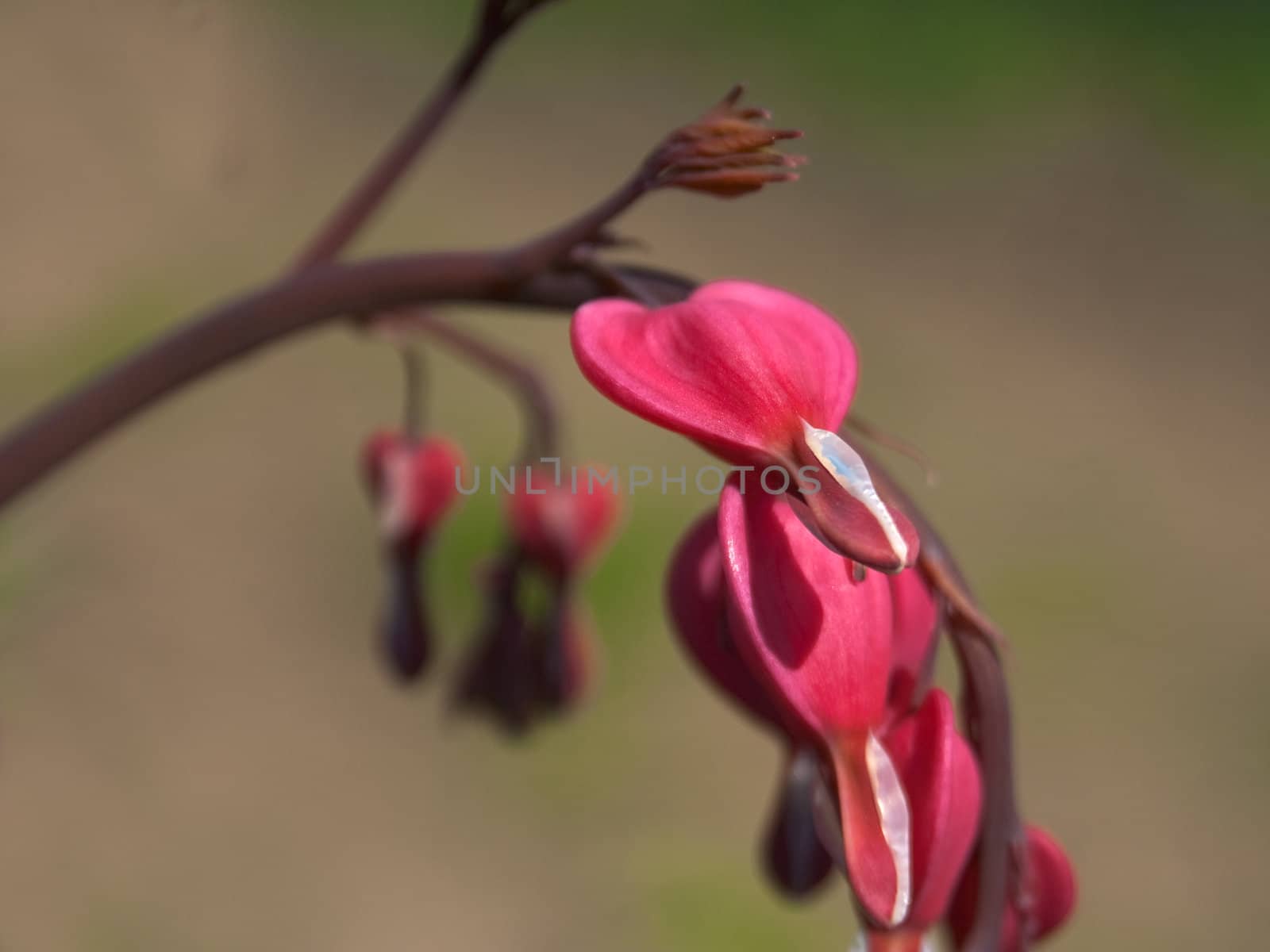 Red flower by vtorous