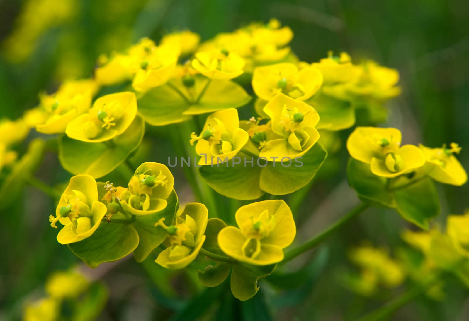 Small yellow flowers